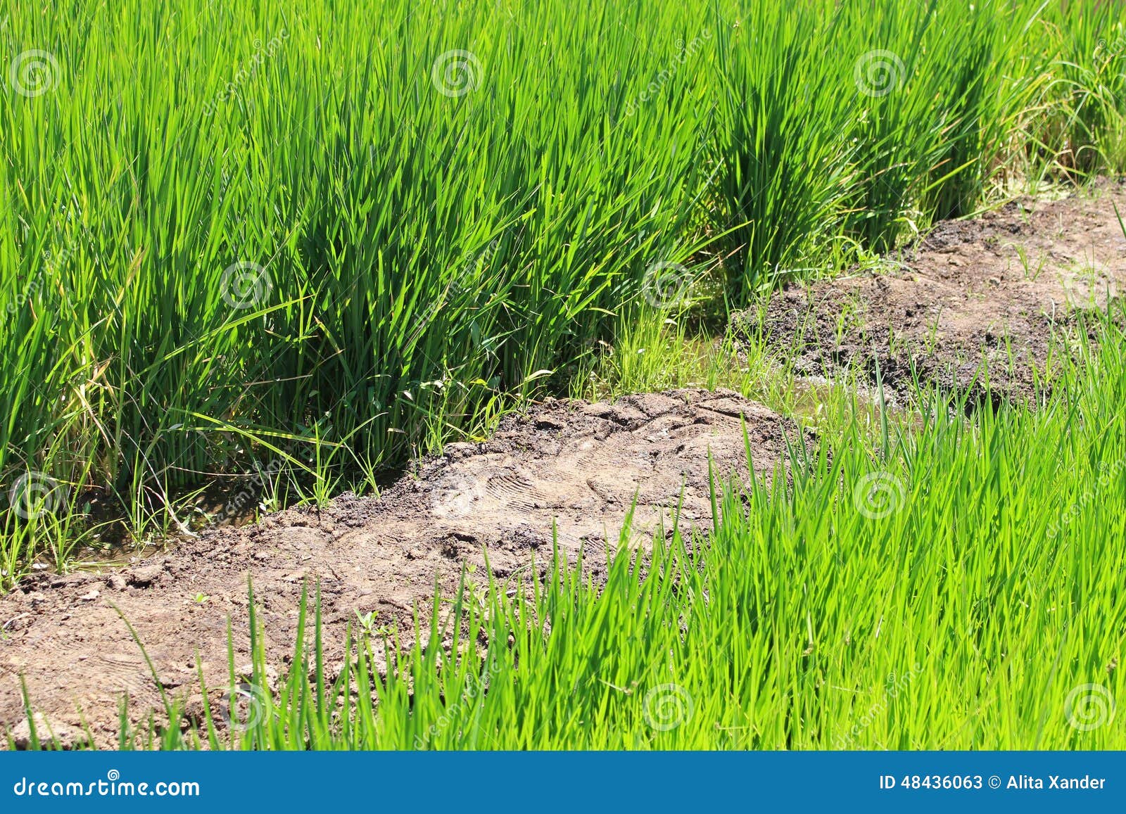 Growing rice stock image. Image of earth, land, country 48436063