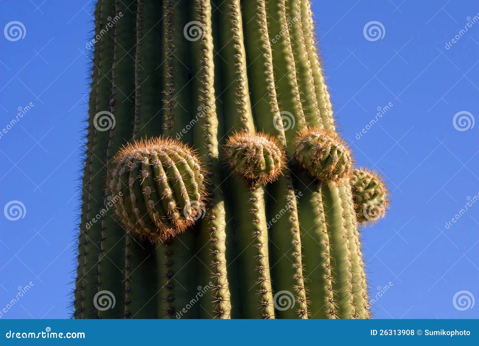 Growing Saguaro Cactus Stock Photo Image Of Southwest 26313908