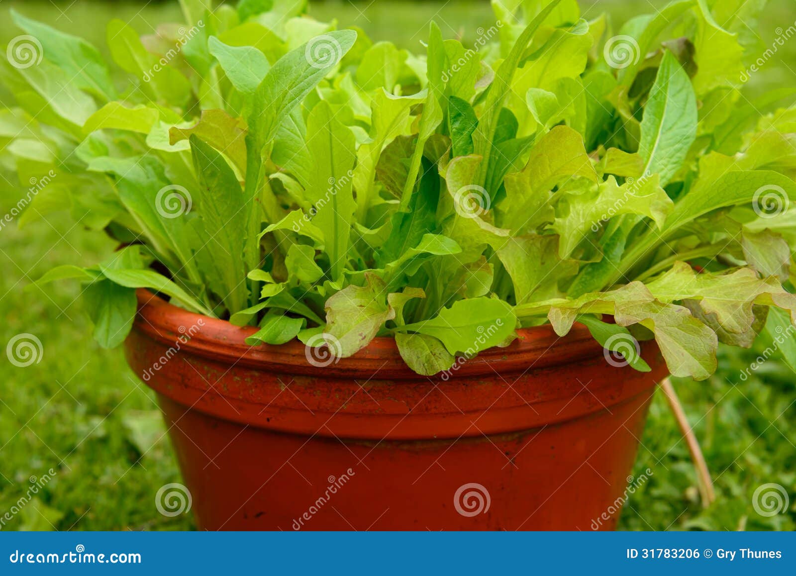 Growing salad in a pot stock photo. Image of salad, home 31783206