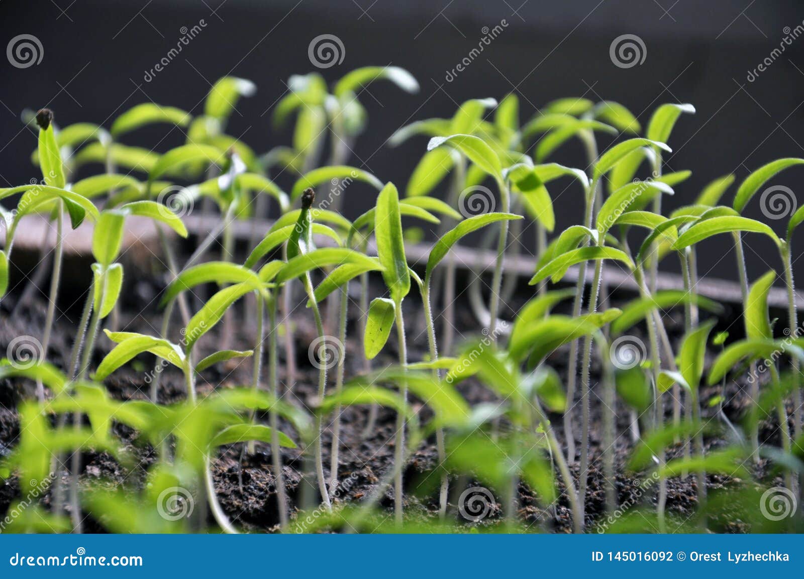 Growing Seedlings Sweet Peppers Stock Photo Image of background