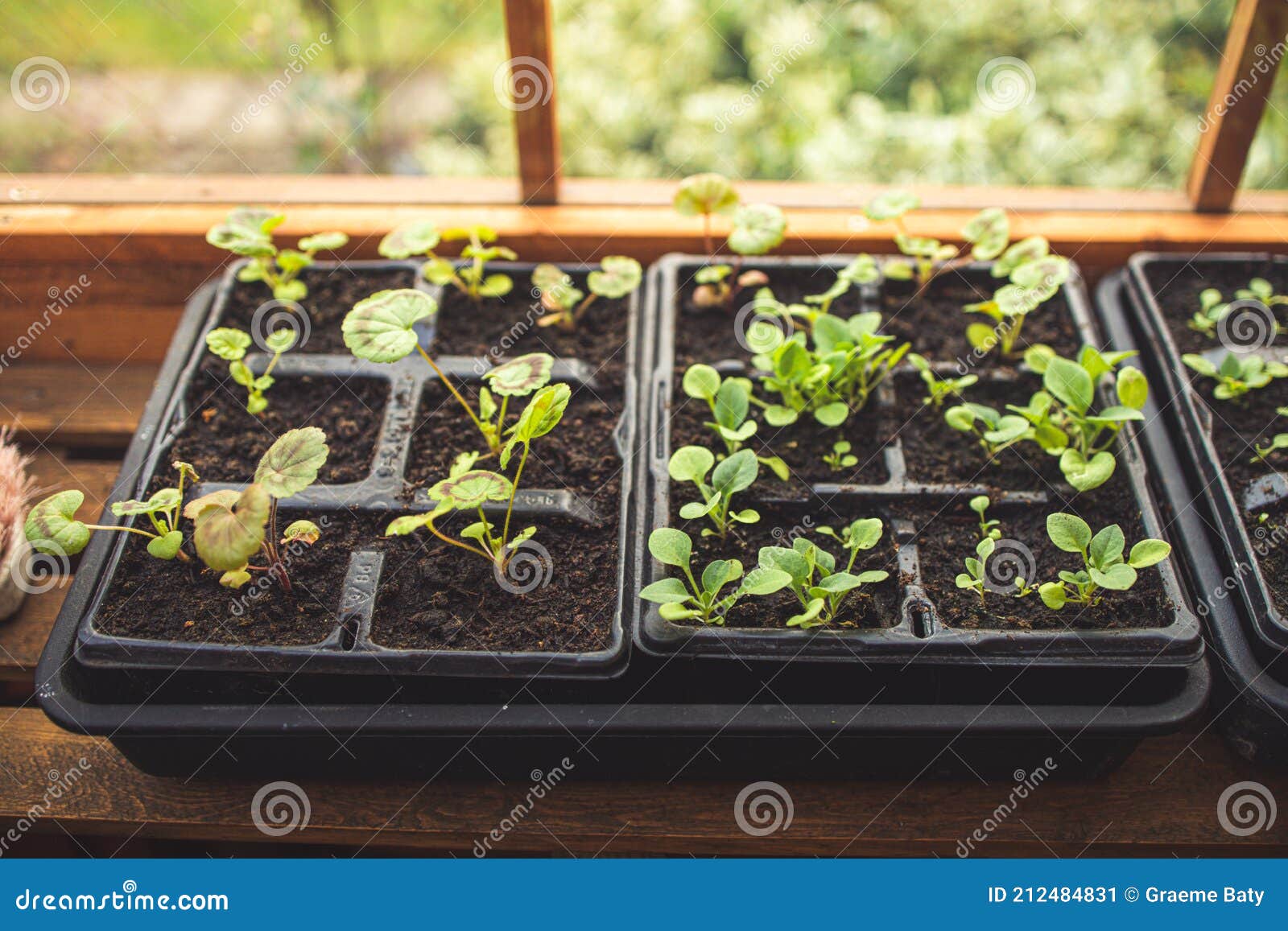 A Tray of Growing Seedlings in a Greenhouse Stock Image Image of