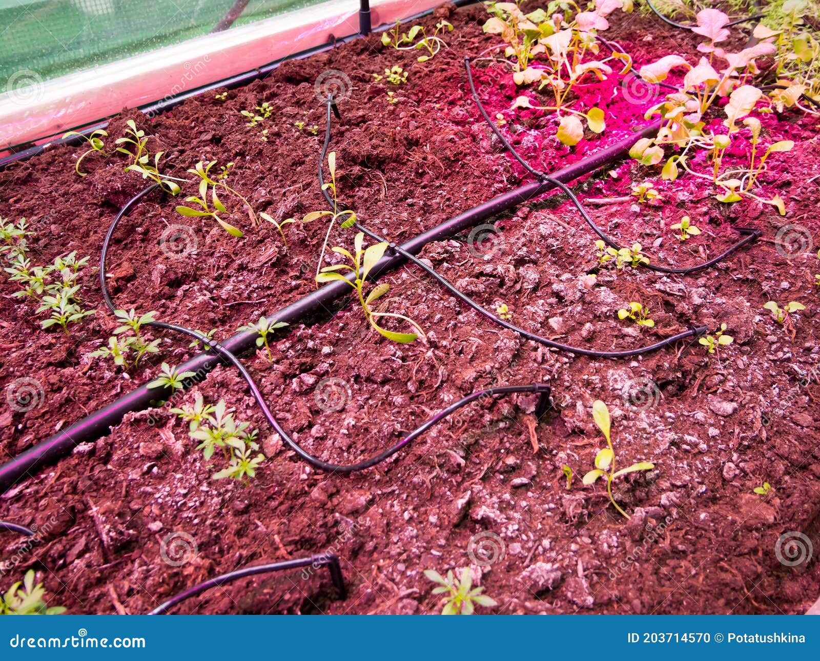 Using Drip Irrigation Tape. Growing Green Spinash With Drip Irrigation