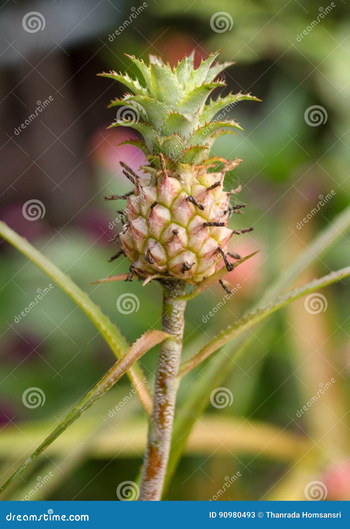 Growing Small Pineapple on a Stem Stock Image Image of fruit, leaf 90980493