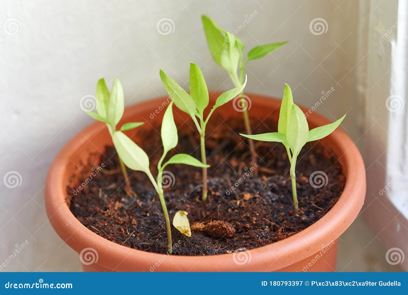 Growing Small Plant at Home Stock Image Image of leaf, home 180793397