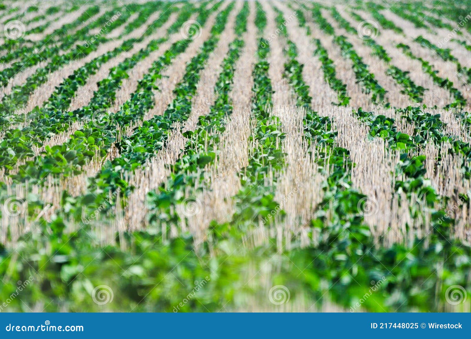 growing soy on the countryside of juan lacaze, colonia, uruguay