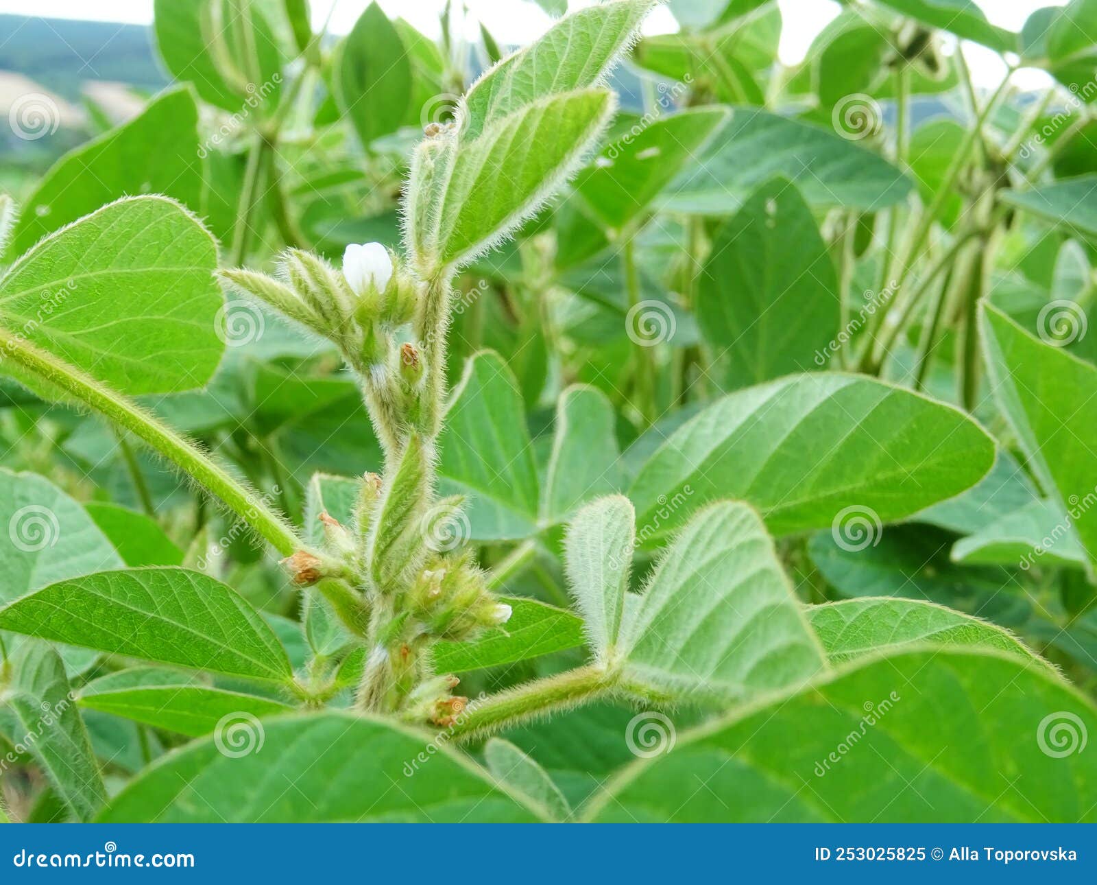 growing soybeans in natural conditions