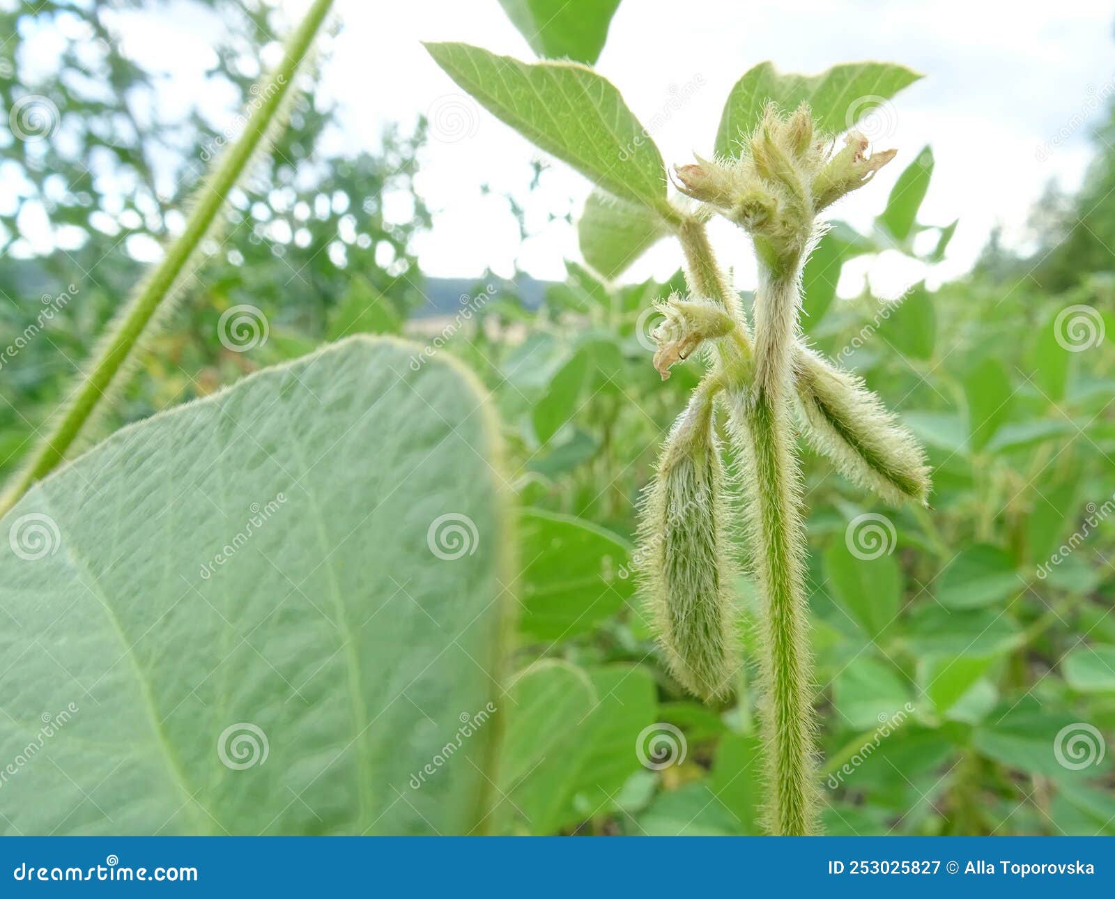 growing soybeans in natural conditions