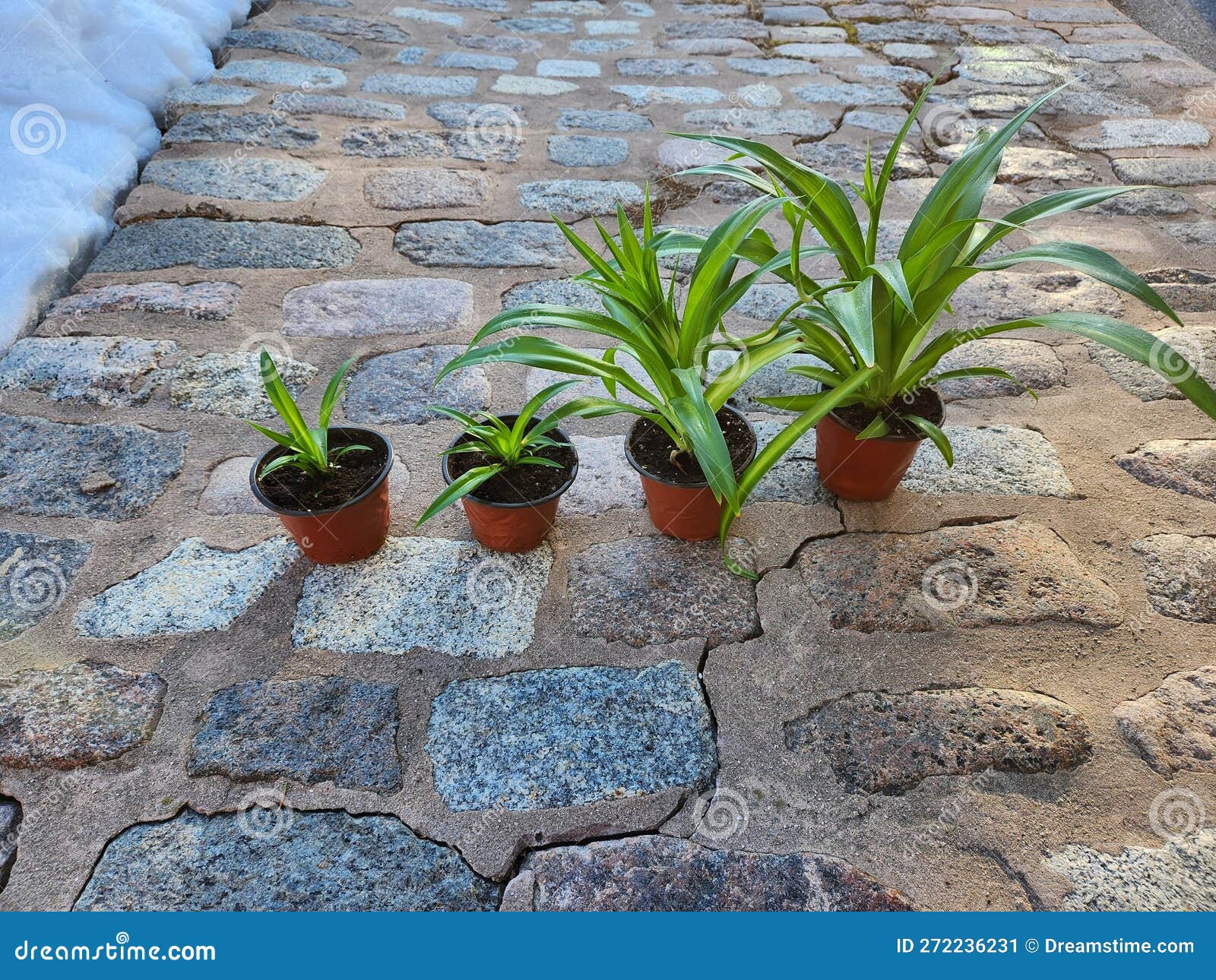Growing Spider Plants stock image. Image of garden, soil 272236231