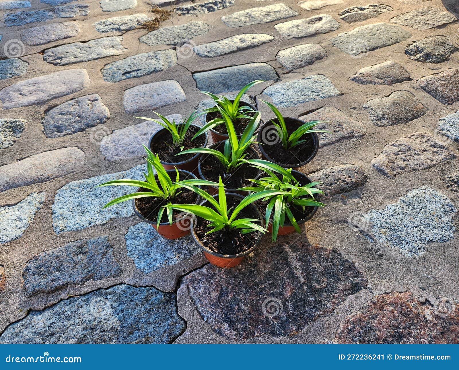 Growing Spider Plants stock image. Image of backyard 272236241