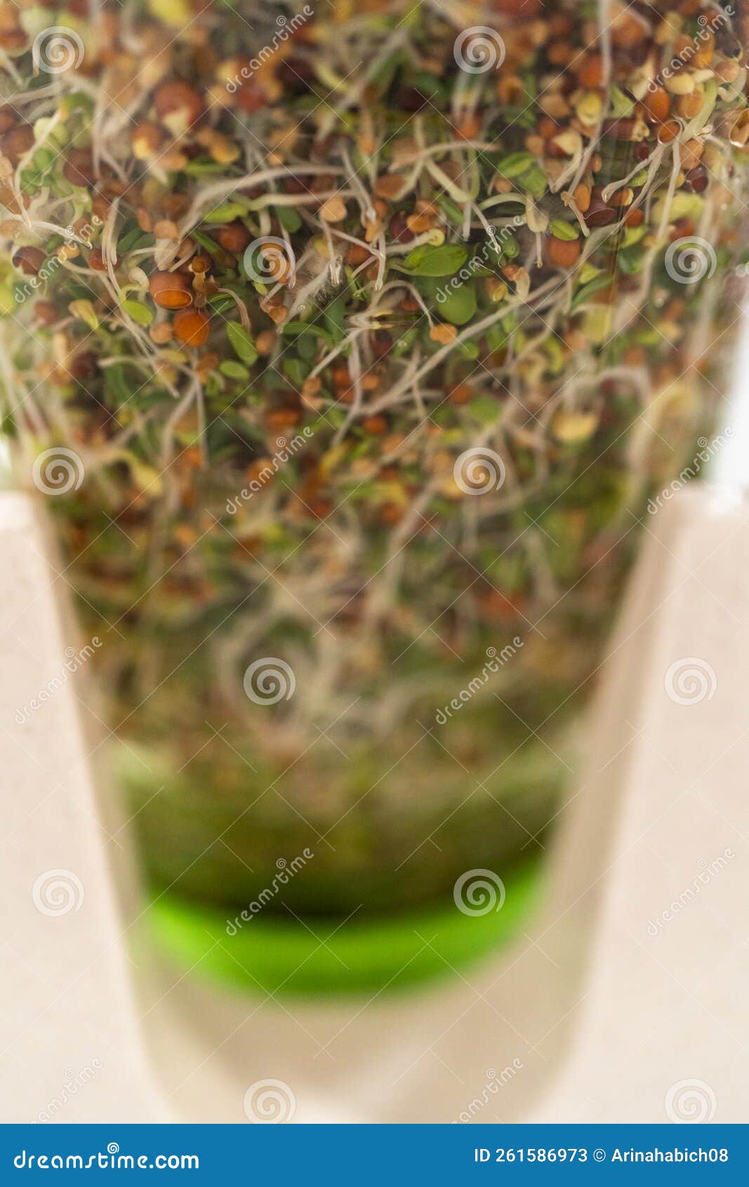 Growing sprouts in a jar stock image. Image of organic 261586973