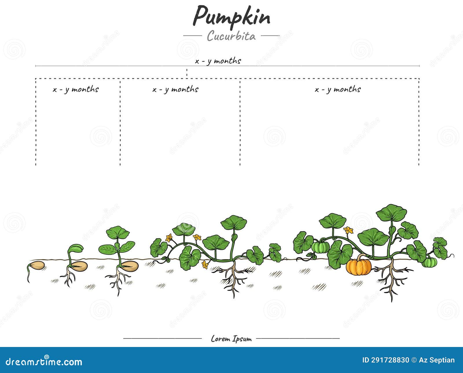 Growing Stage of Pumpkin Plant or Tree Stock Vector Illustration of