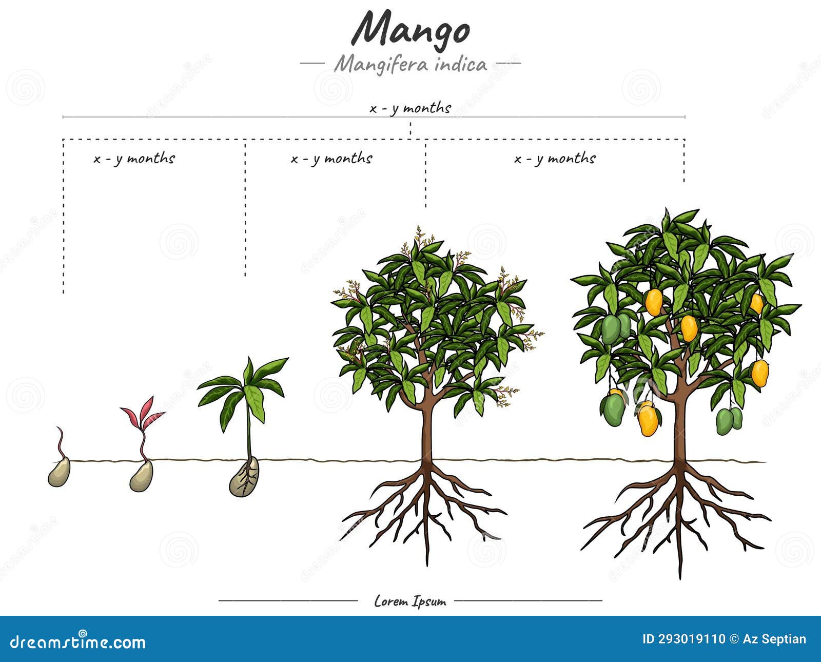 Mango Growth Stages Ripening Period Progression Life Cycle Animation avocado-tree-growth-cycle-arbor-operations