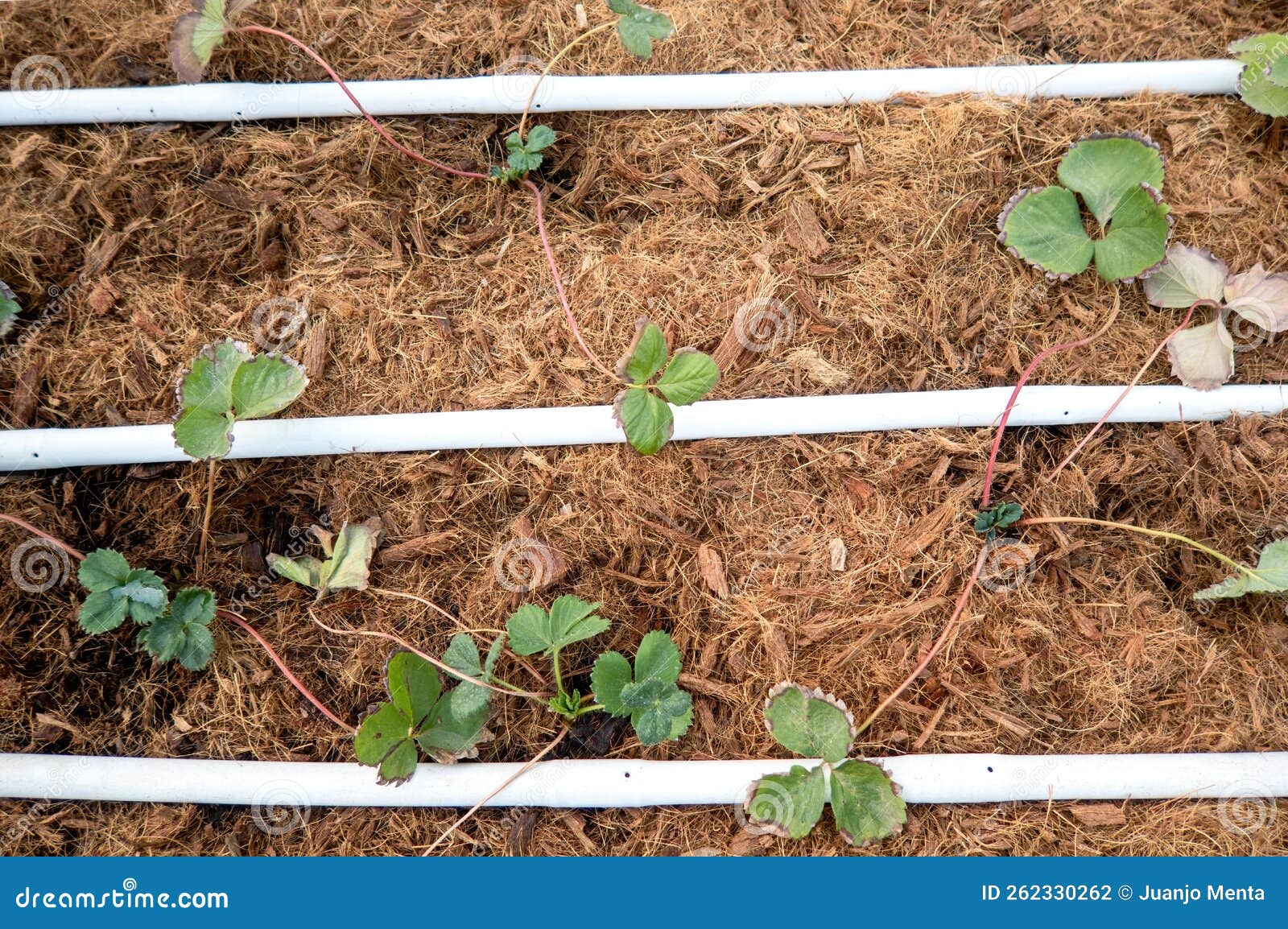 Growing Strawberries in Greenhouse Stock Photo Image of plantation