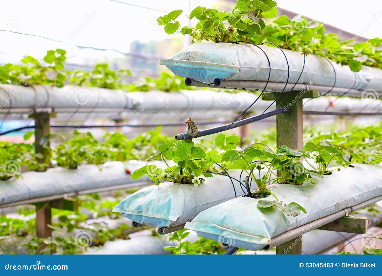 Industrial growing strawberries in greenhouse