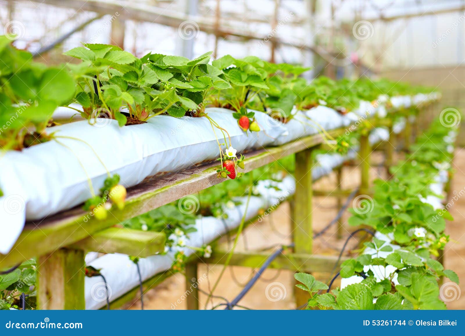Growing Strawberries in Greenhouse Stock Photo Image of food, factory 53261744