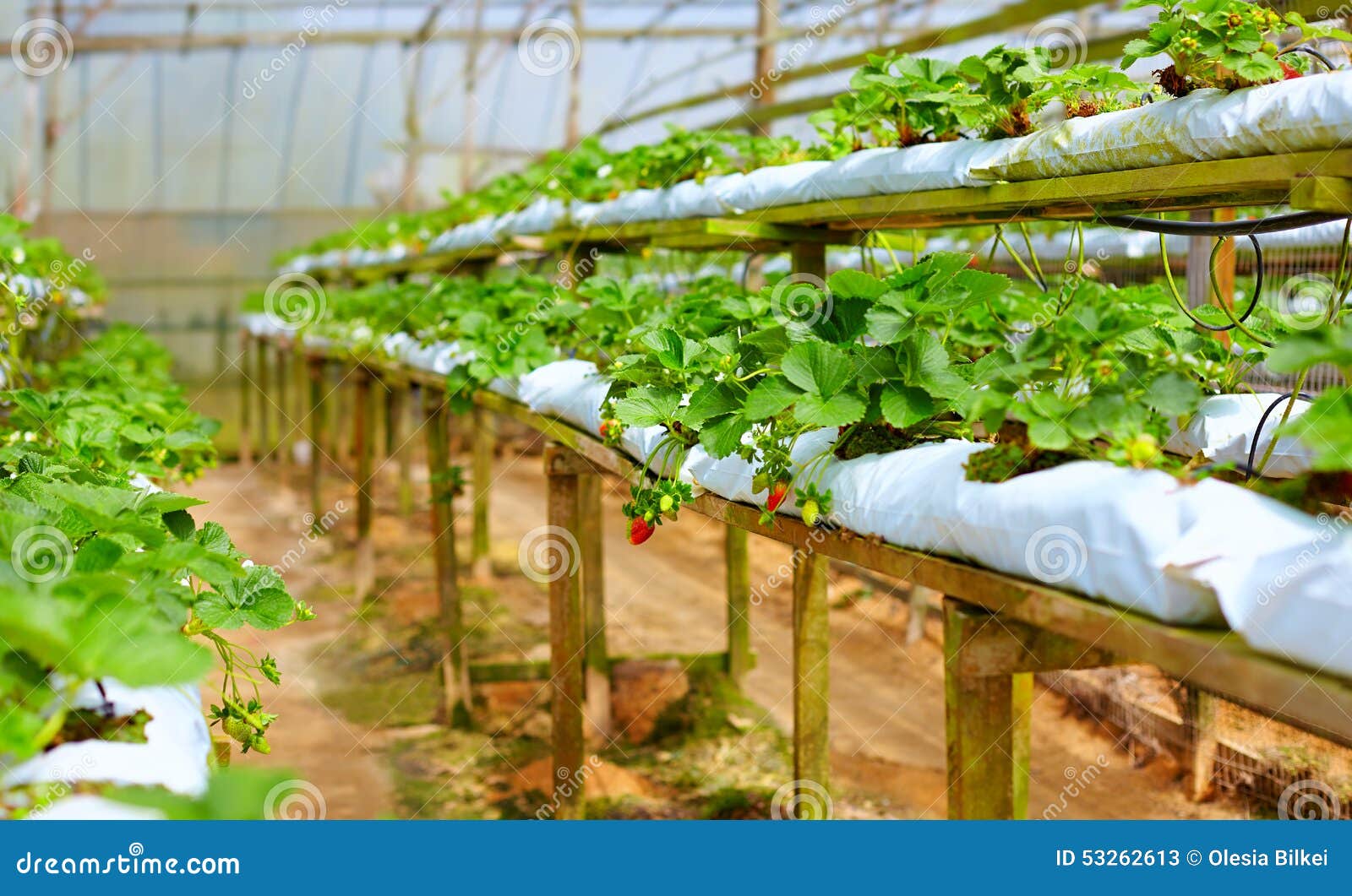 Growing Strawberries in Greenhouse Stock Image Image of hothouse