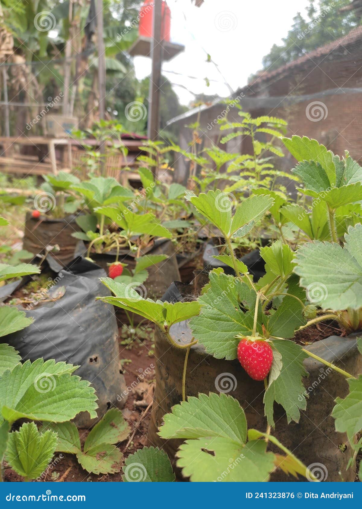 Growing strawberries in the home garden