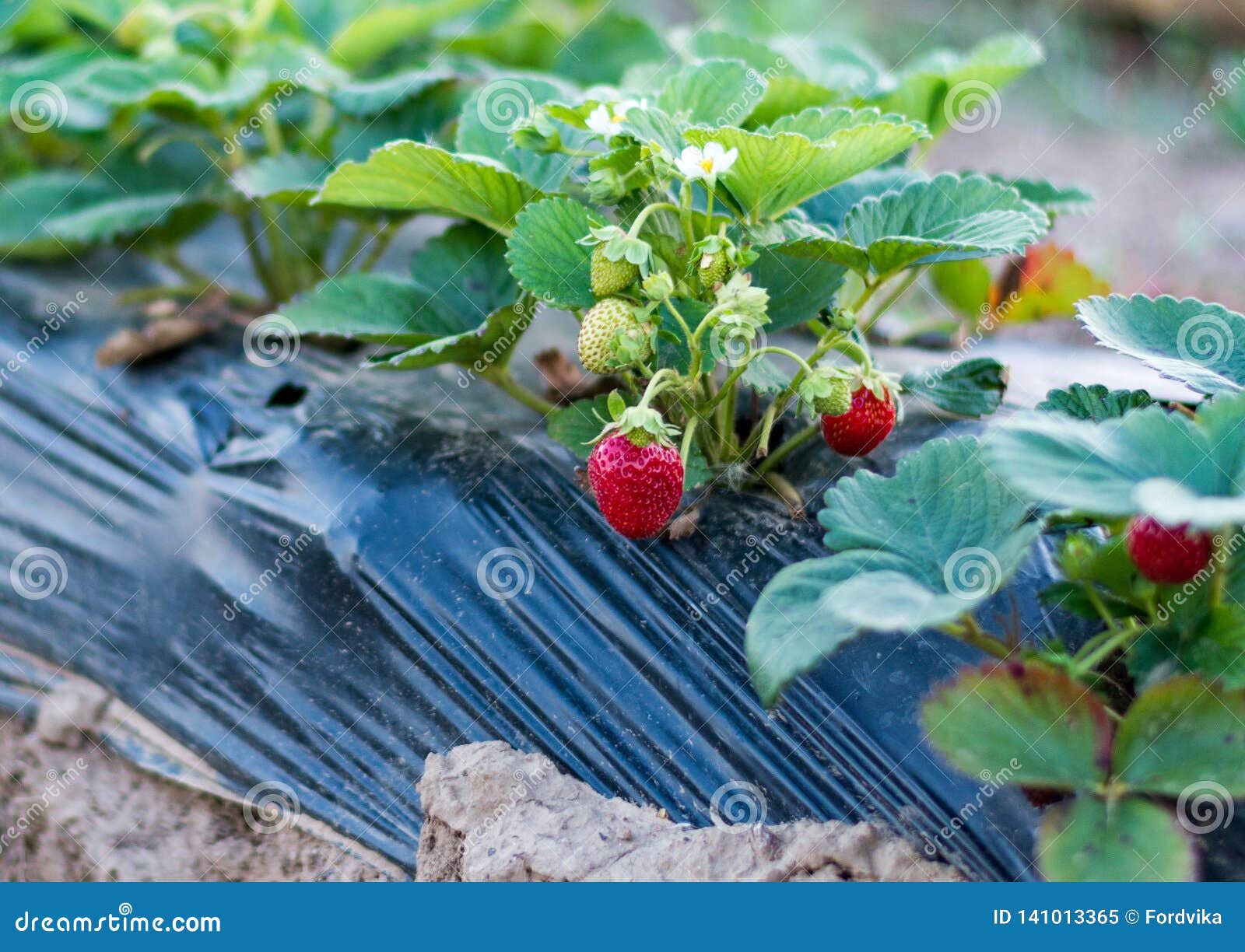 growing strawberries.