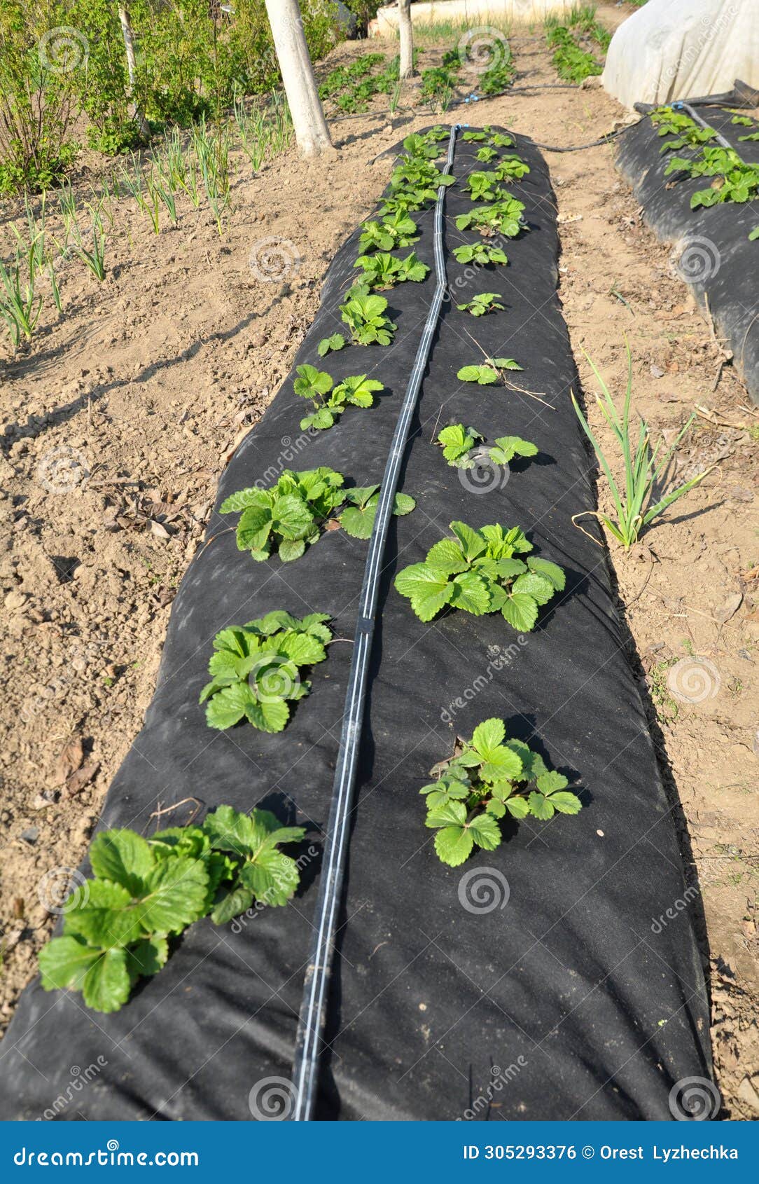 Growing Strawberries Using Black Agrofiber Stock Photo Image of berry