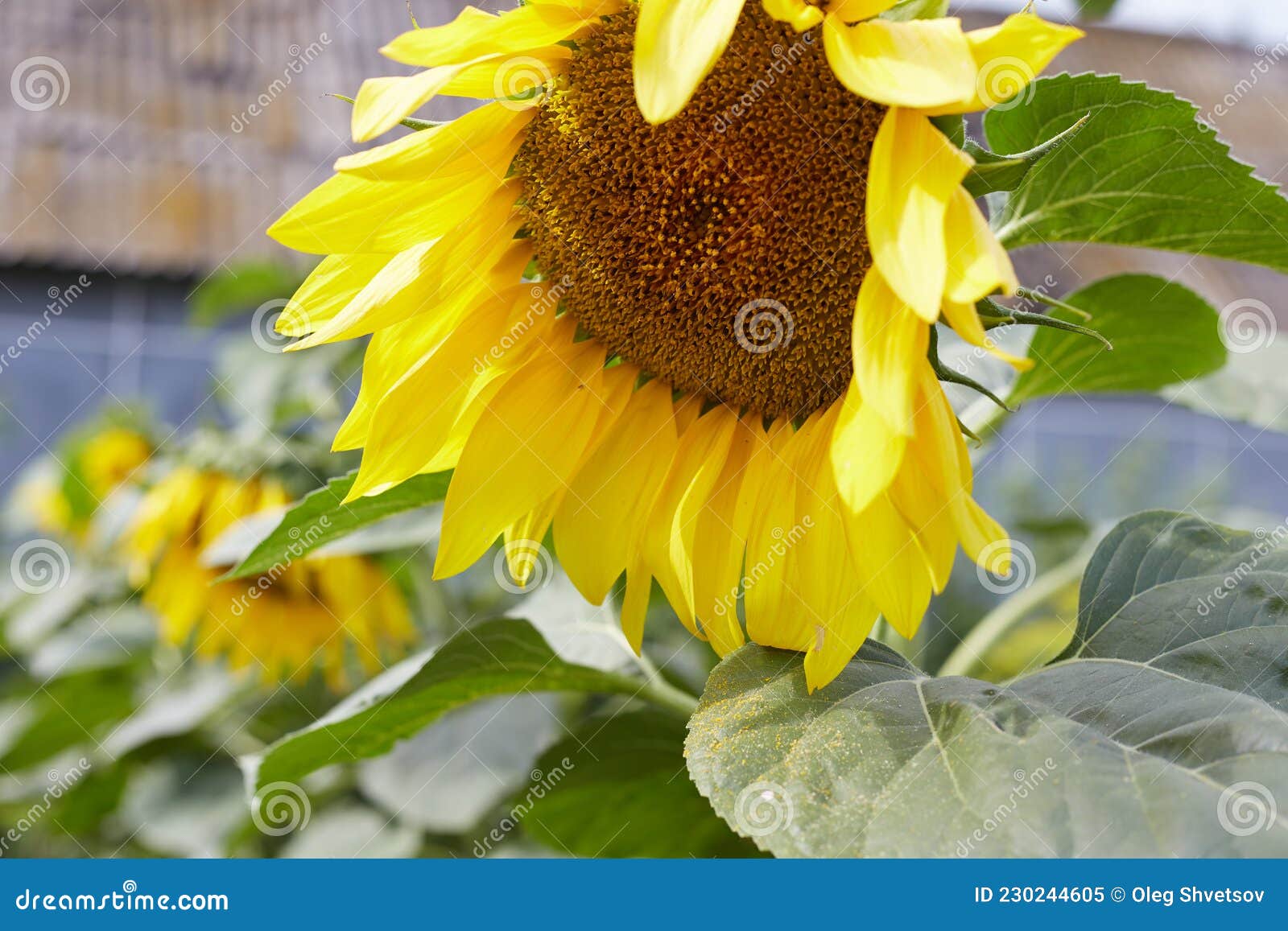 Growing Sunflower, Sunflower is a Source of Seeds and Oil Stock Image