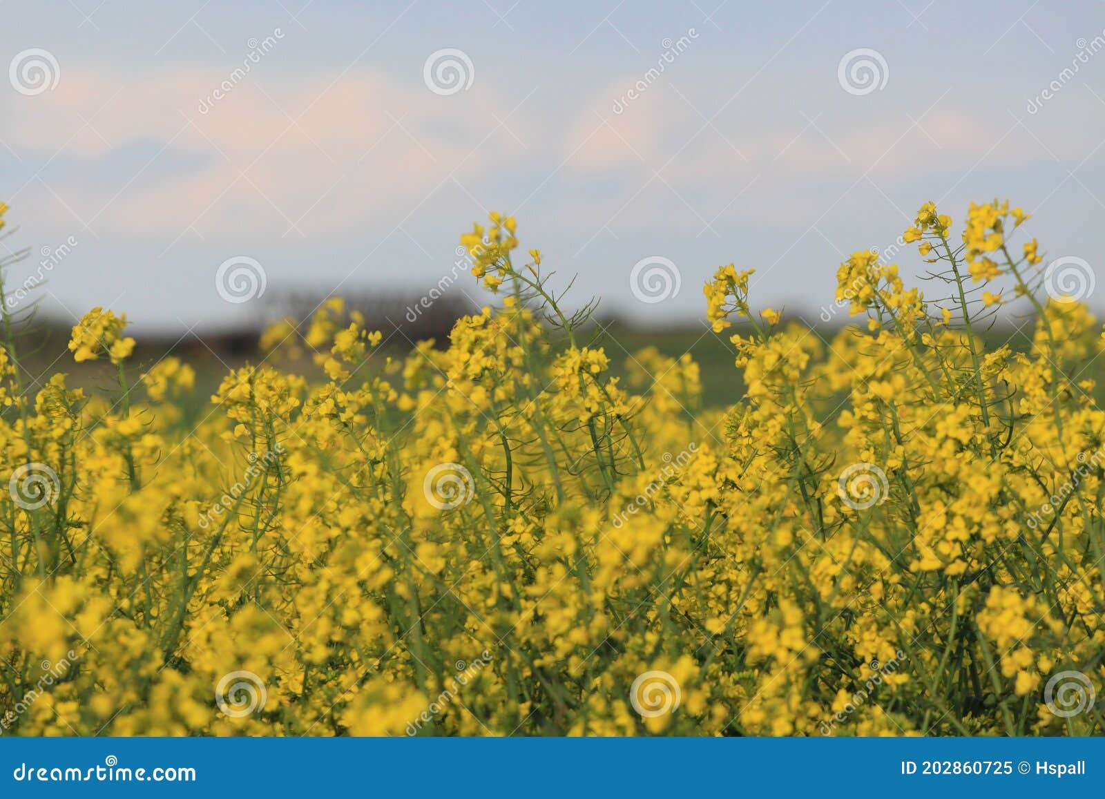 growing sunshine for a cloudy day