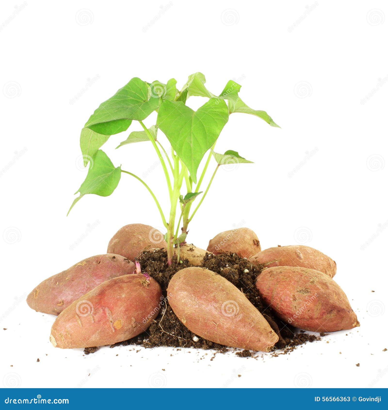 Growing Sweet Potato With Shoots On White Background Stock Image Image Of Isolated Growing 56566363,Indian Hawthorn Plant
