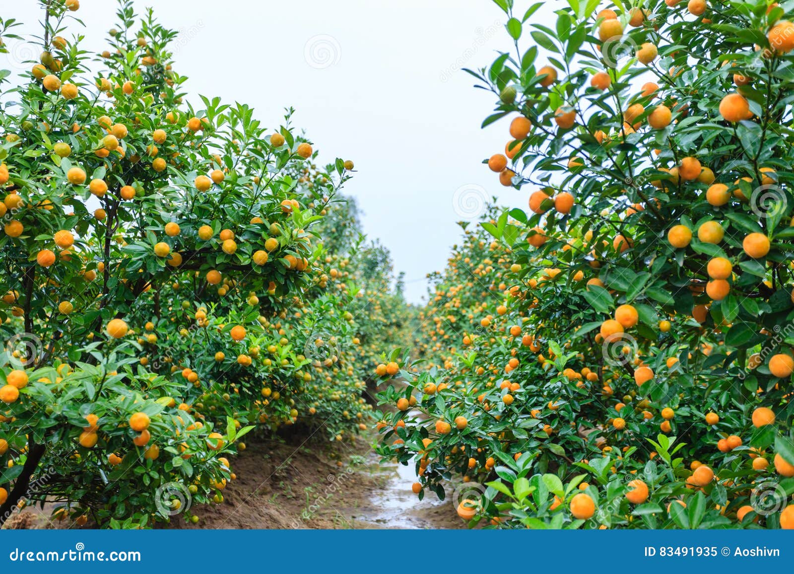 Growing Tangerines stock image. Image of florida, asian 83491935