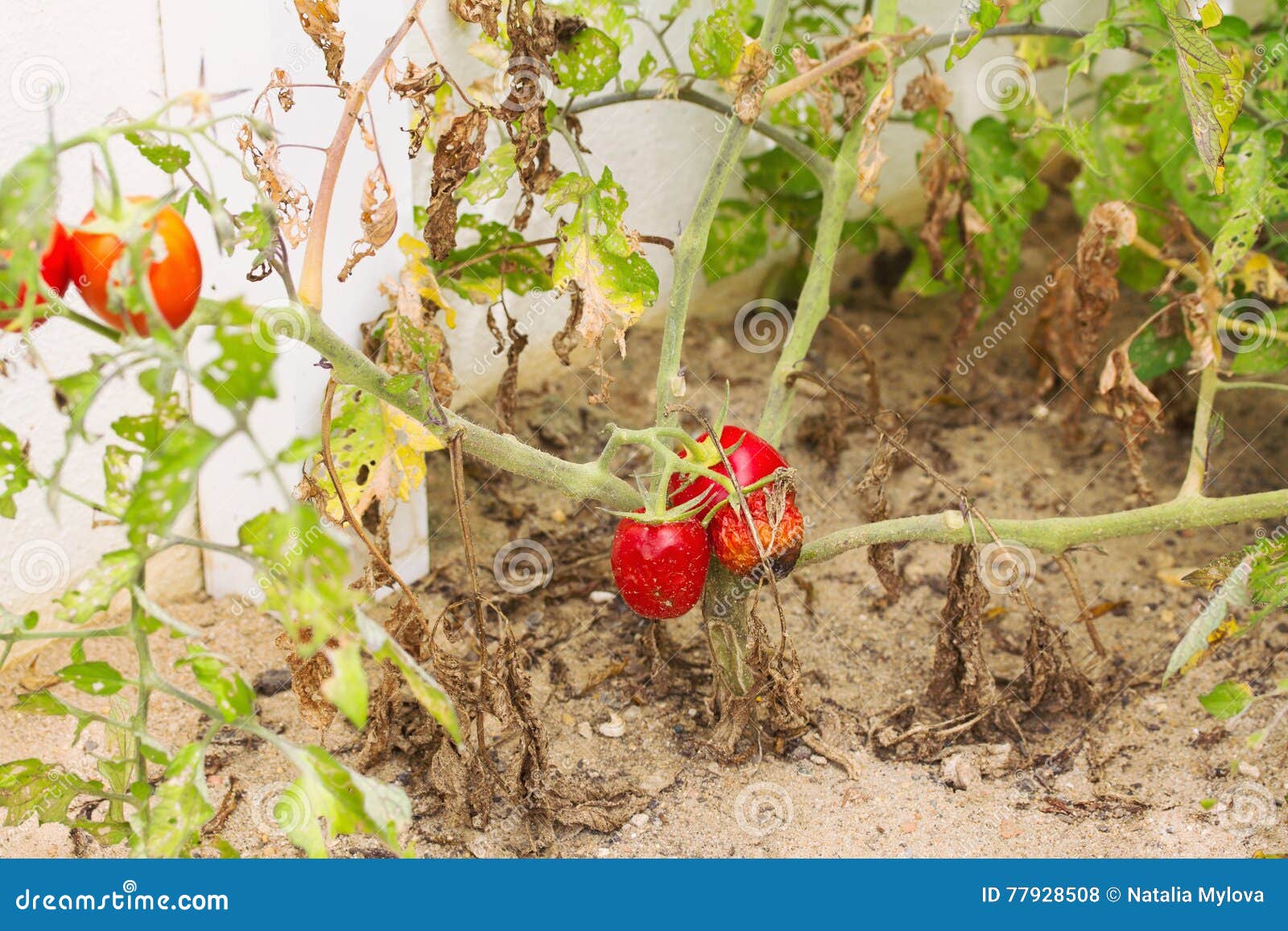 Growing Tomato Sprouts With Visible Underground Roots On The Ground