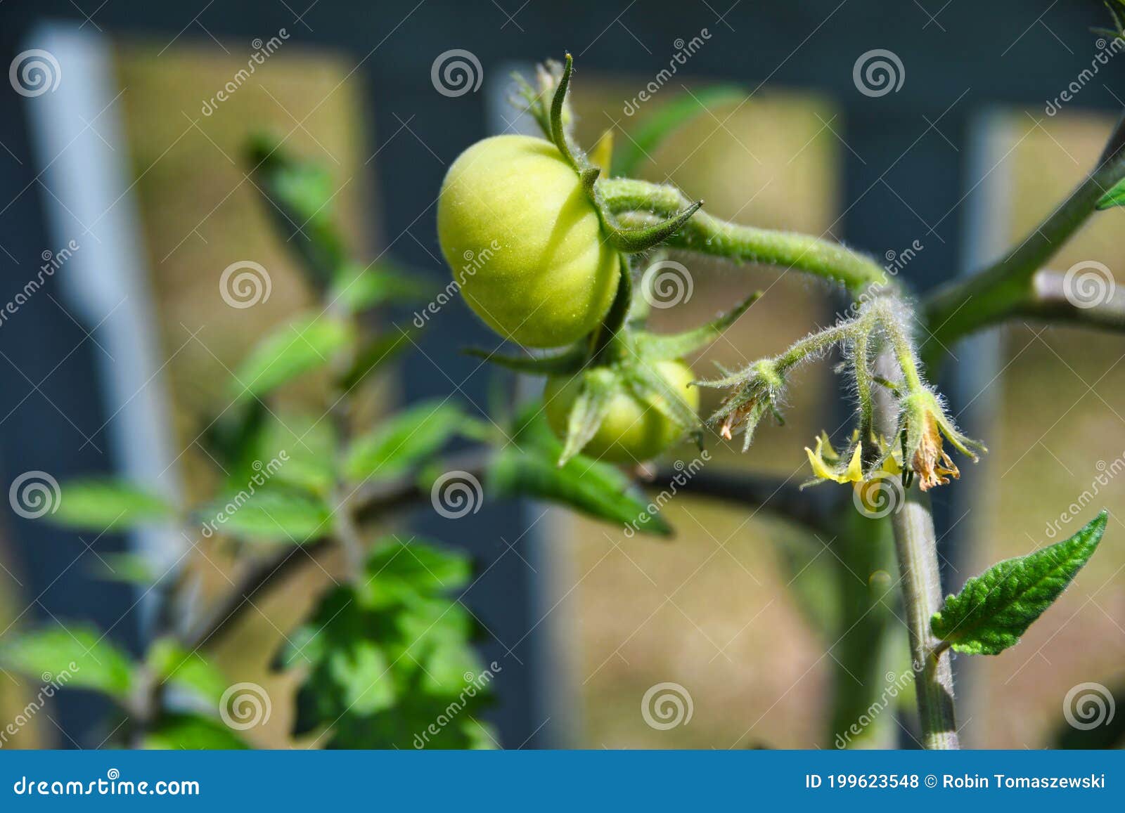 Growing Tomato Sprouts With Visible Underground Roots On The Ground