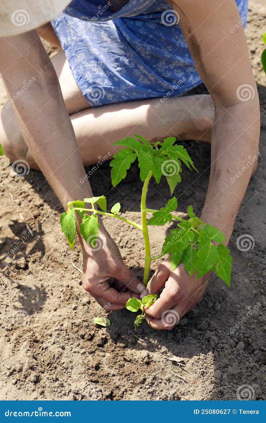 Growing Tomato Sprouts With Visible Underground Roots On The Ground