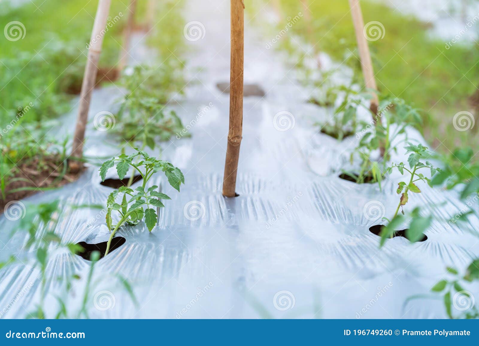Growing Tomato Trees In Planting Plot, Ground Cover Crop Stock
