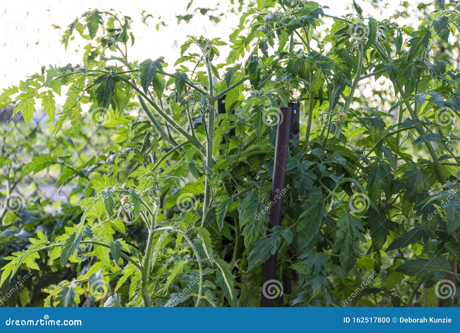 Growing Tomatoes in a Garden Stock Photo Image of crop, gardening