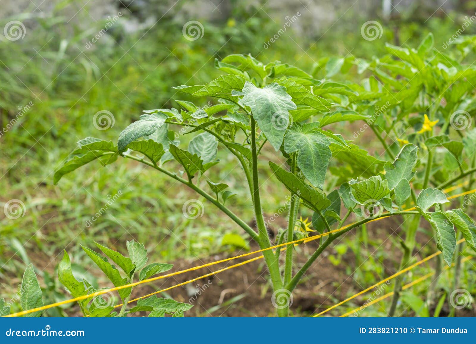 Growing tomatoes in garden stock photo. Image of fruit 283821210