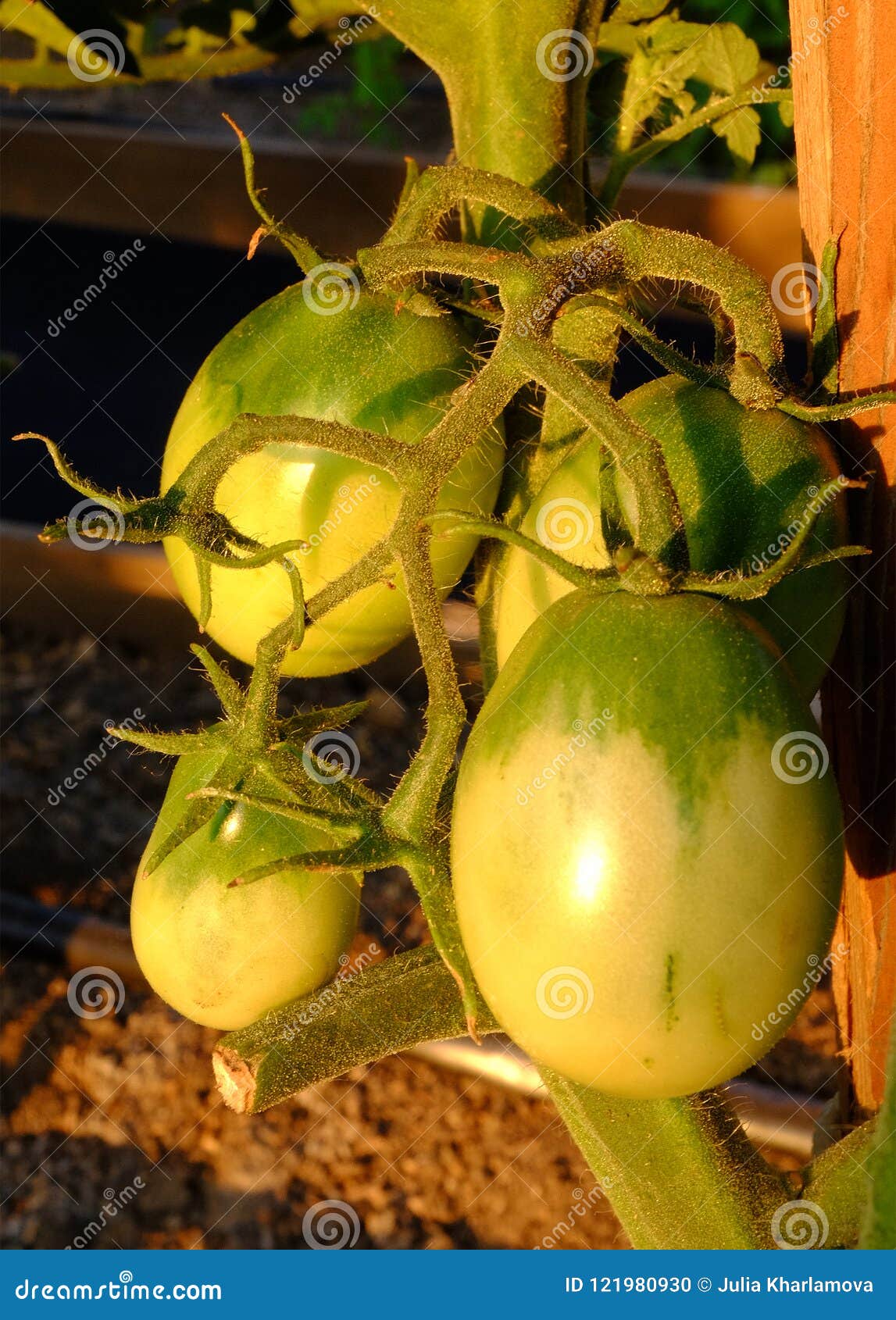 Growing tomatoes stock photo. Image of garden, seasonal 121980930