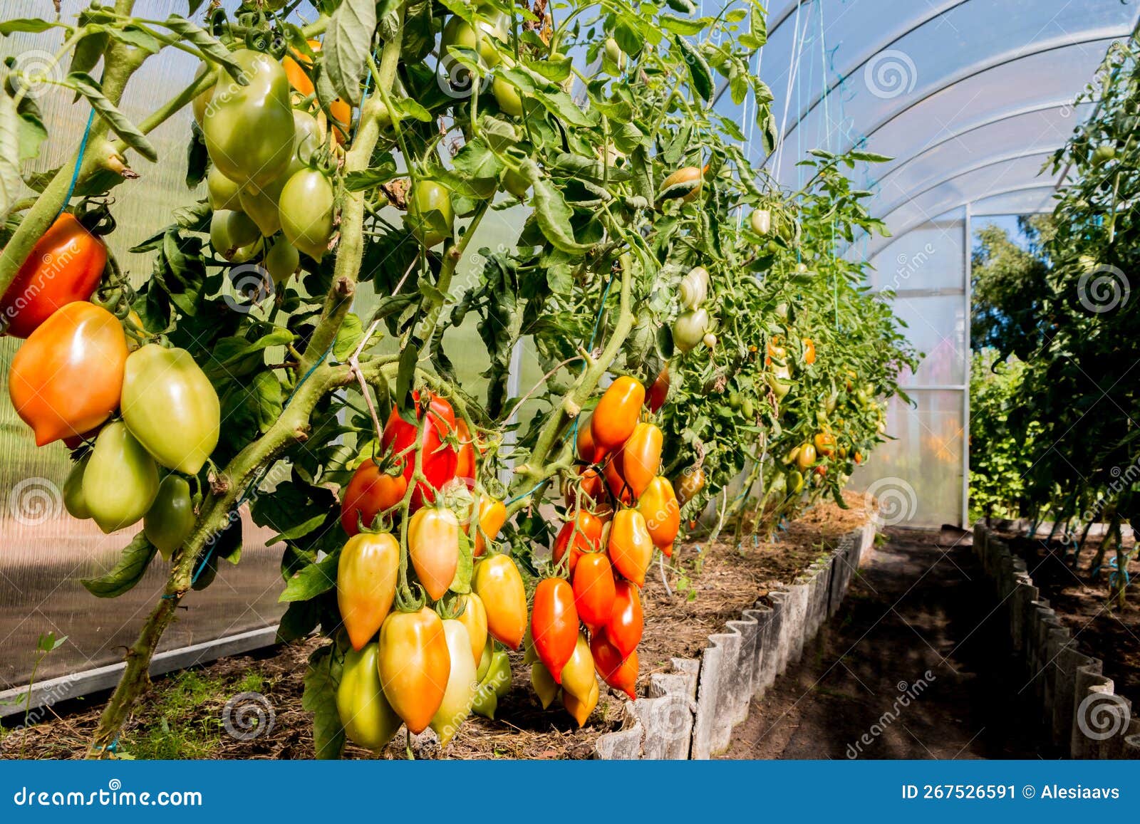 Growing Tomatoes in a Greenhouse Stock Image Image of grow, tomato