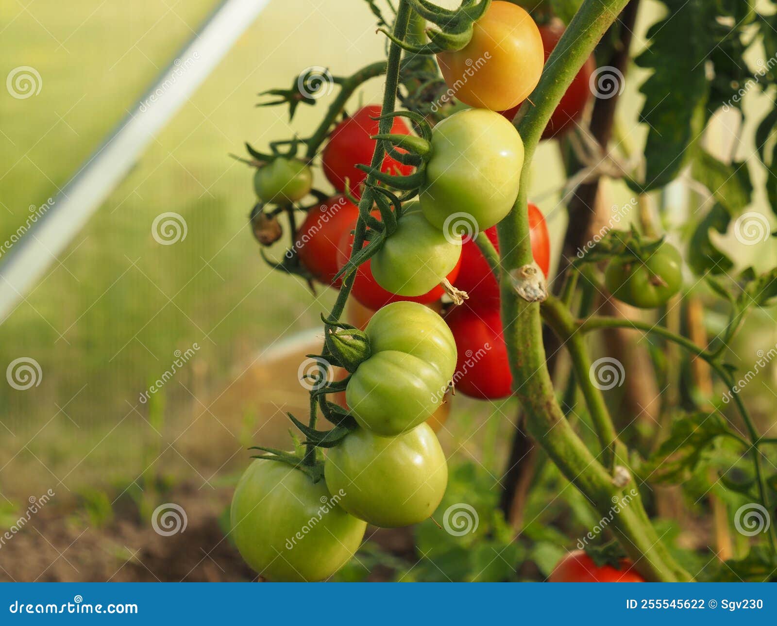 Growing Tomatoes in a Greenhouse Stock Photo Image of tomatoes