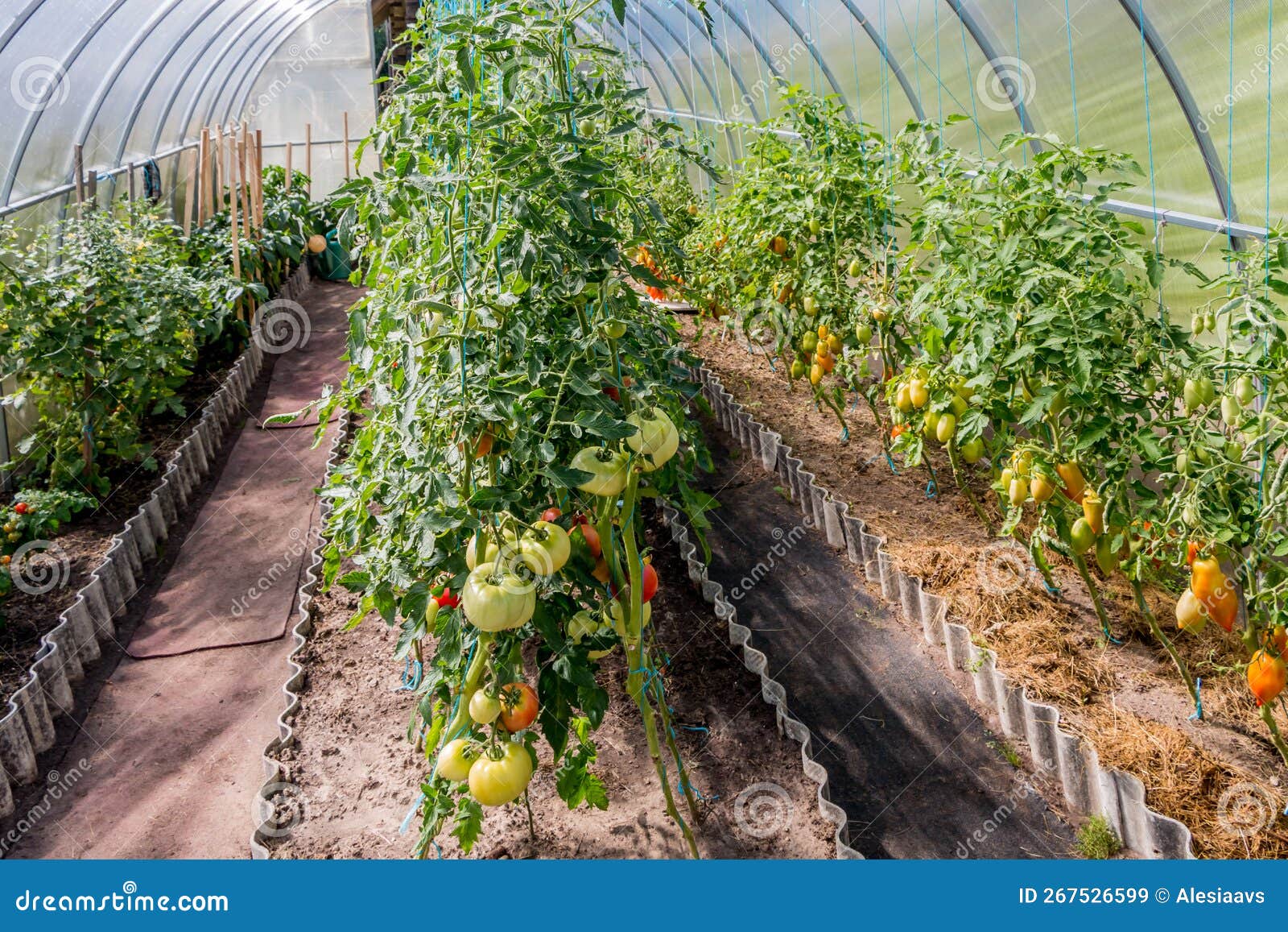 Growing Tomatoes in a Greenhouse Stock Image Image of garden, farming