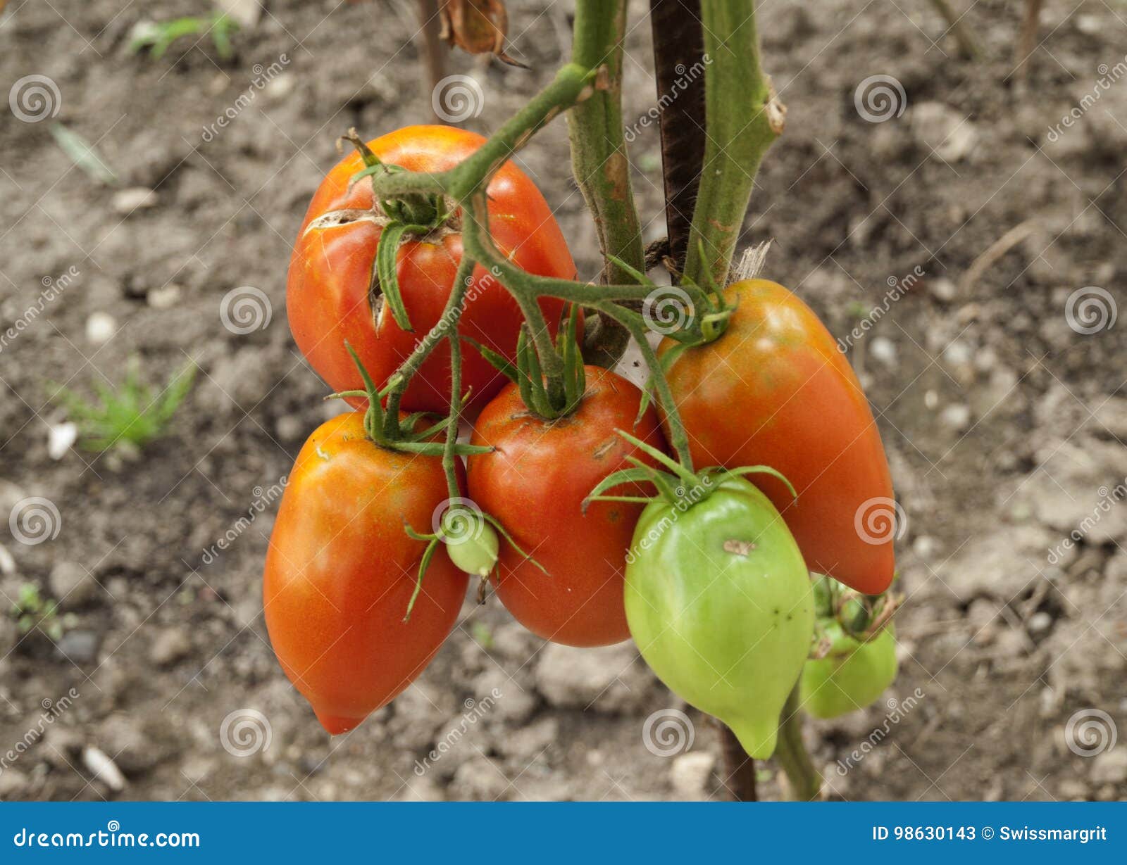 Growing tomatoes stock image. Image of market, natural 98630143