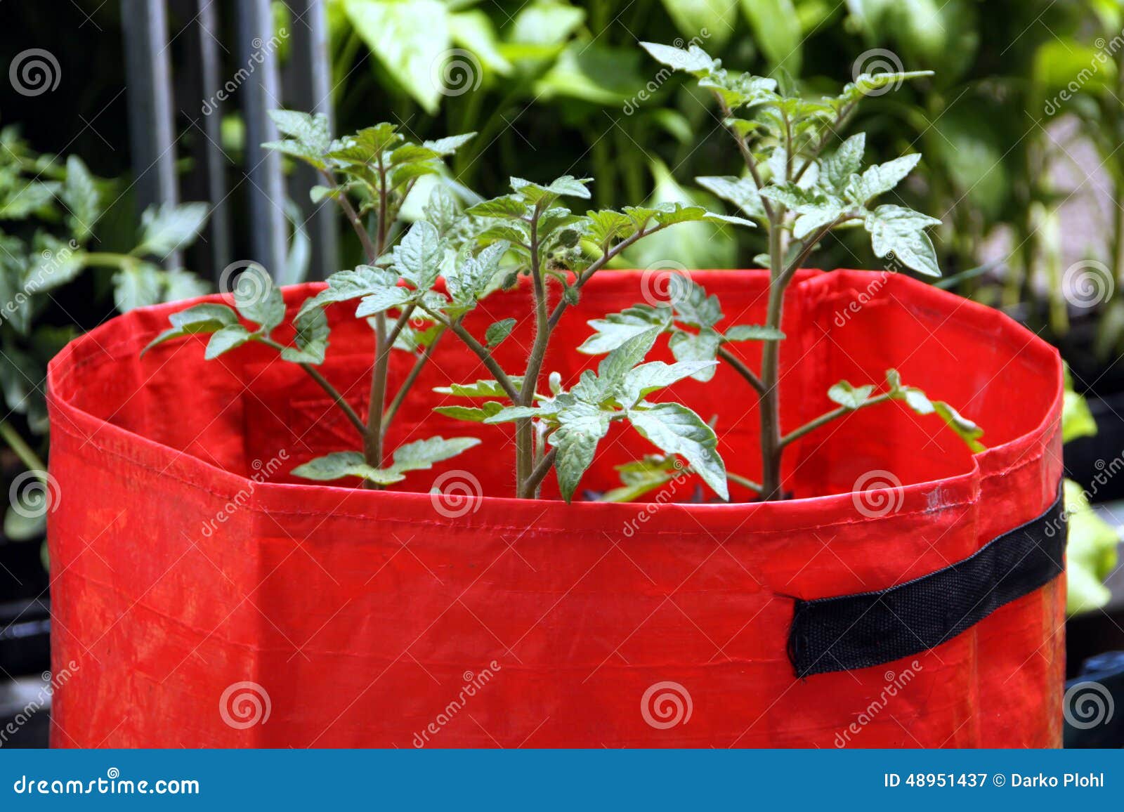 1,577 Grow Bags Stock Photos - Free & Royalty-Free Stock Photos from  Dreamstime