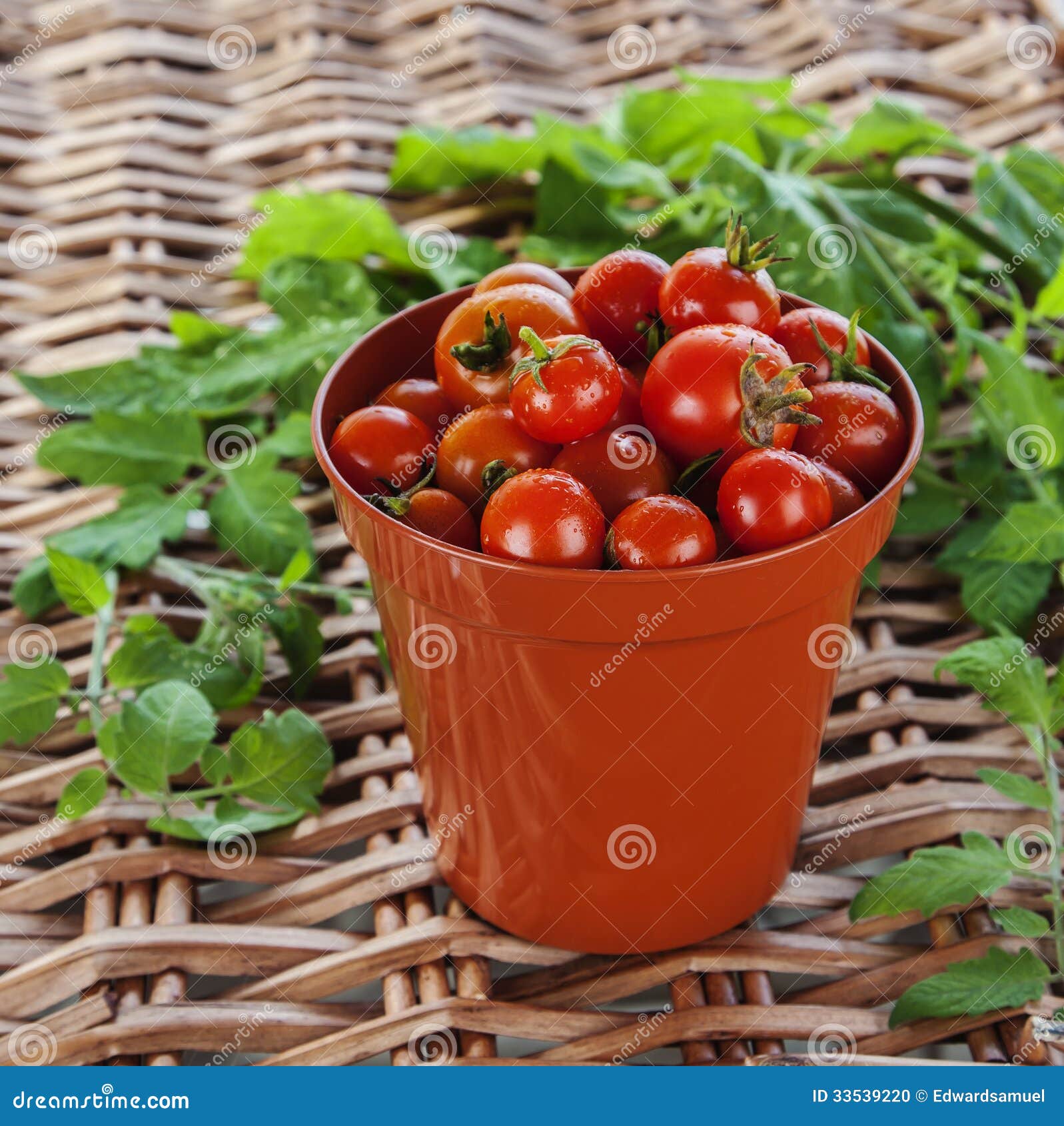Growing Tomatoes Terracotta Plant Pot Stock Photo Image of
