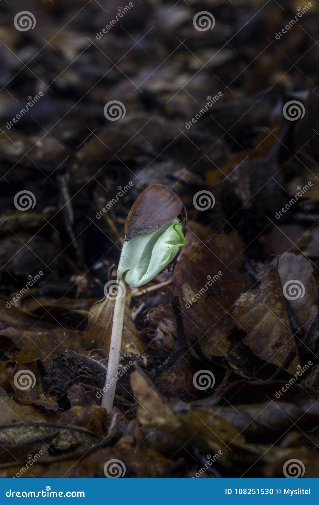 Growing beech seed stock photo. Image of flora, grow 108251530