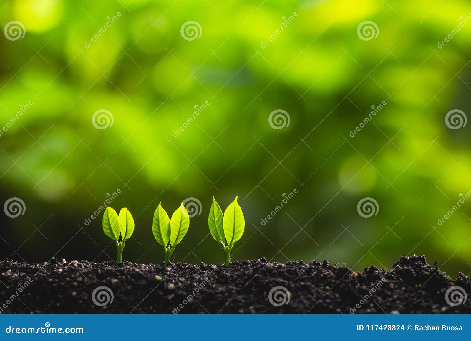 Growing Trees Leader Trees Planting Trees Save World Concept Stock