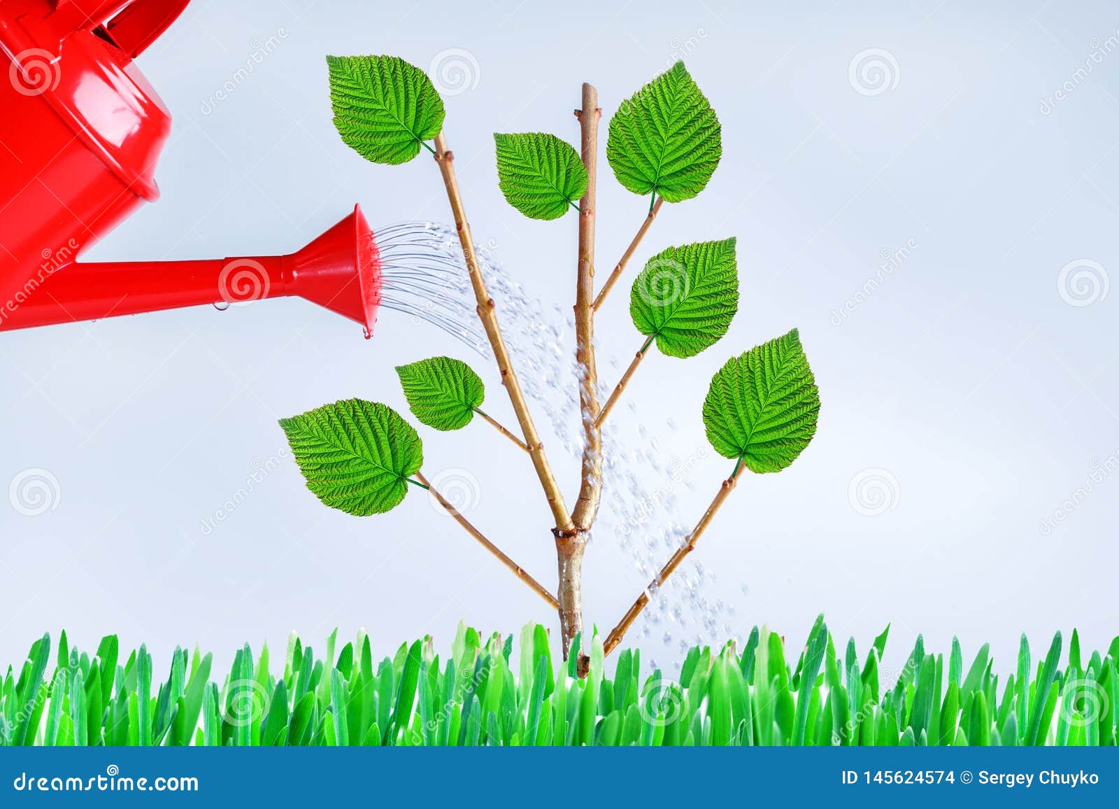 Growing Trees Growing Young Trees Taking Care Of The Environment Preventing Global Warming Stock Photo Image Of Global Pouring 145624574