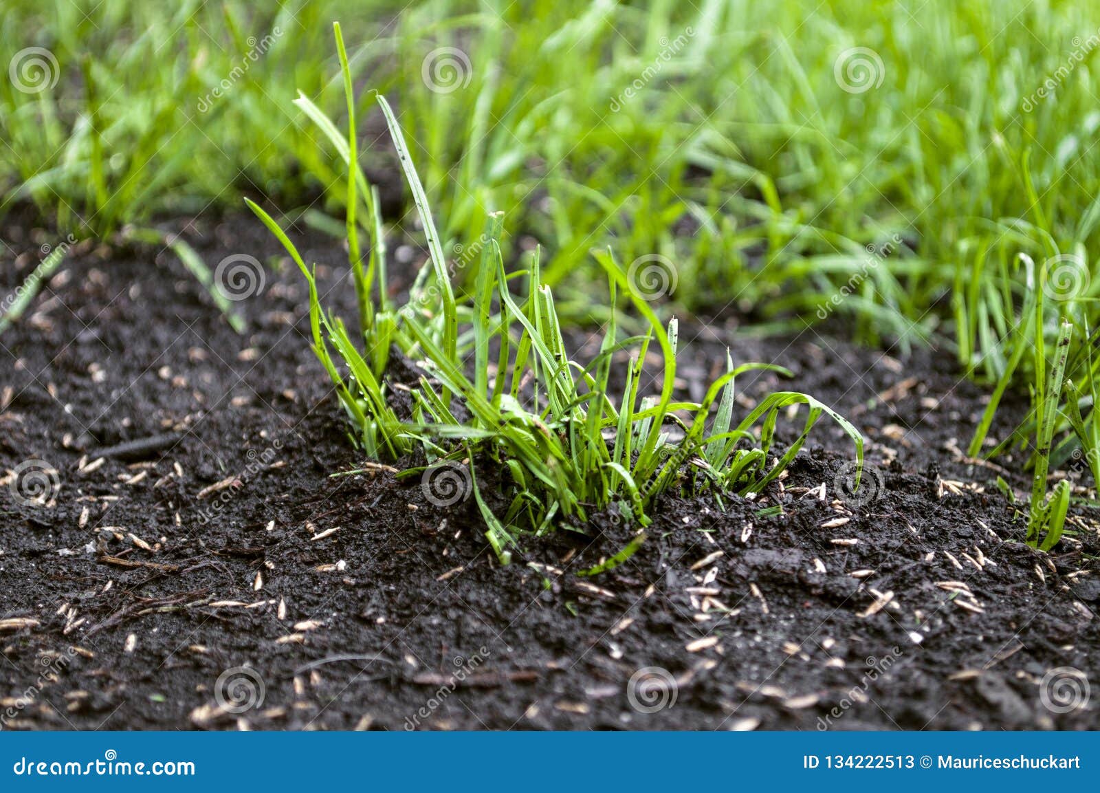 Growing up grass seeds stock image. Image of growing 134222513