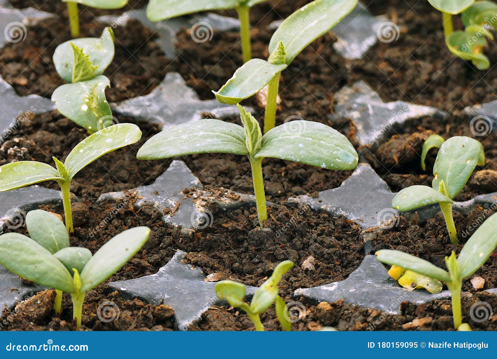 Growing Vegetable Seedlings for the Hobby Garden, Vegetable Seedlings