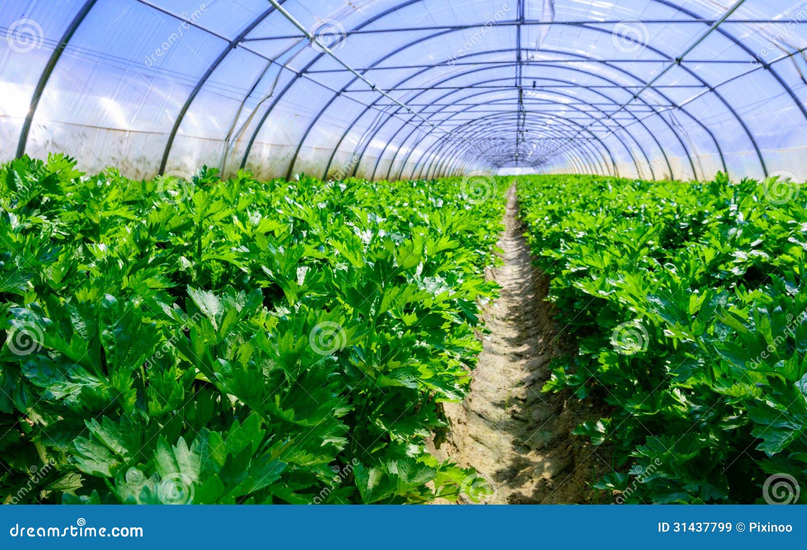 Growing Vegetables in a Greenhouse Stock Image Image of grow