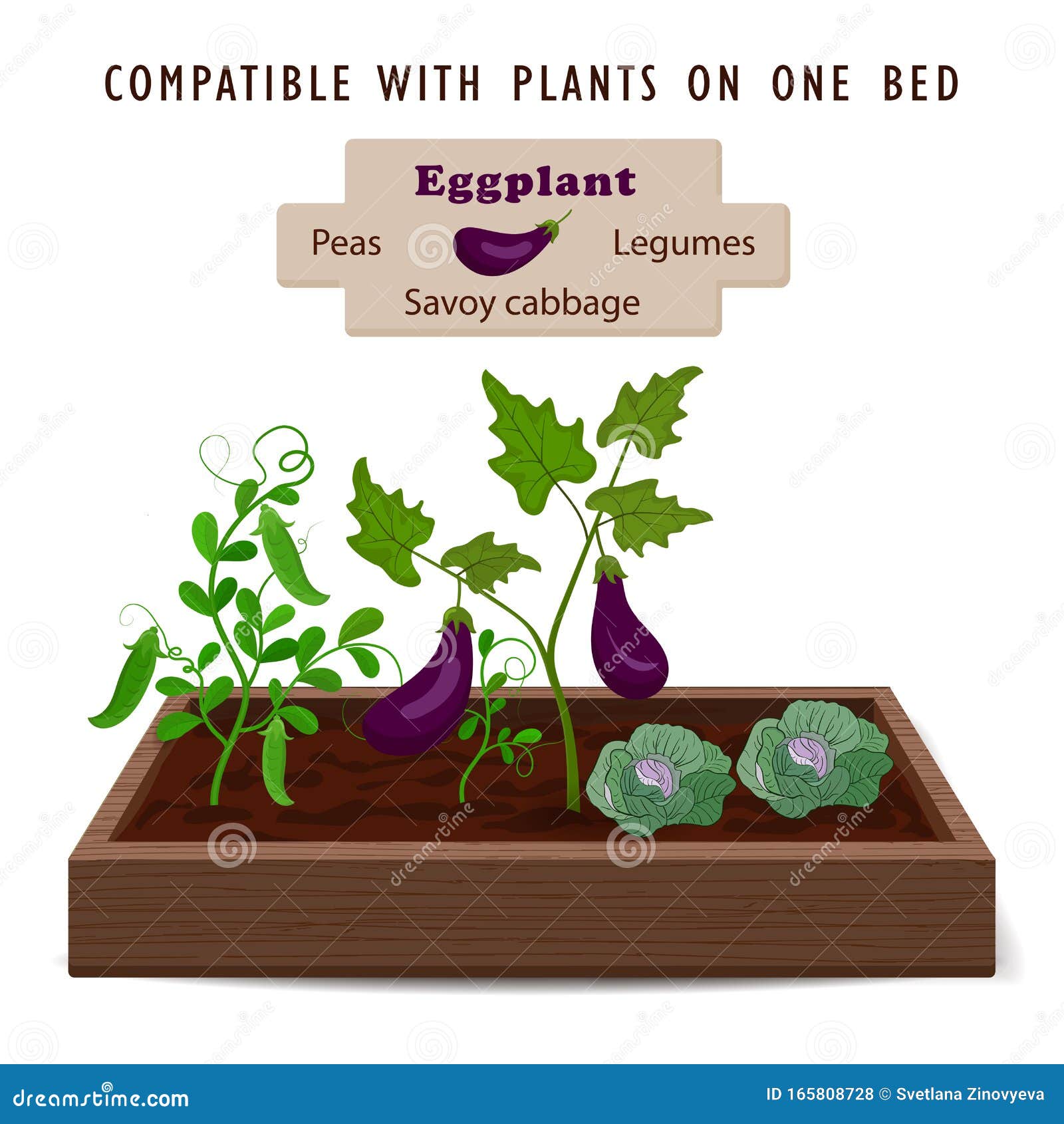 Eggplant Growing Process From Seed To Ripe Vegetables On Plants