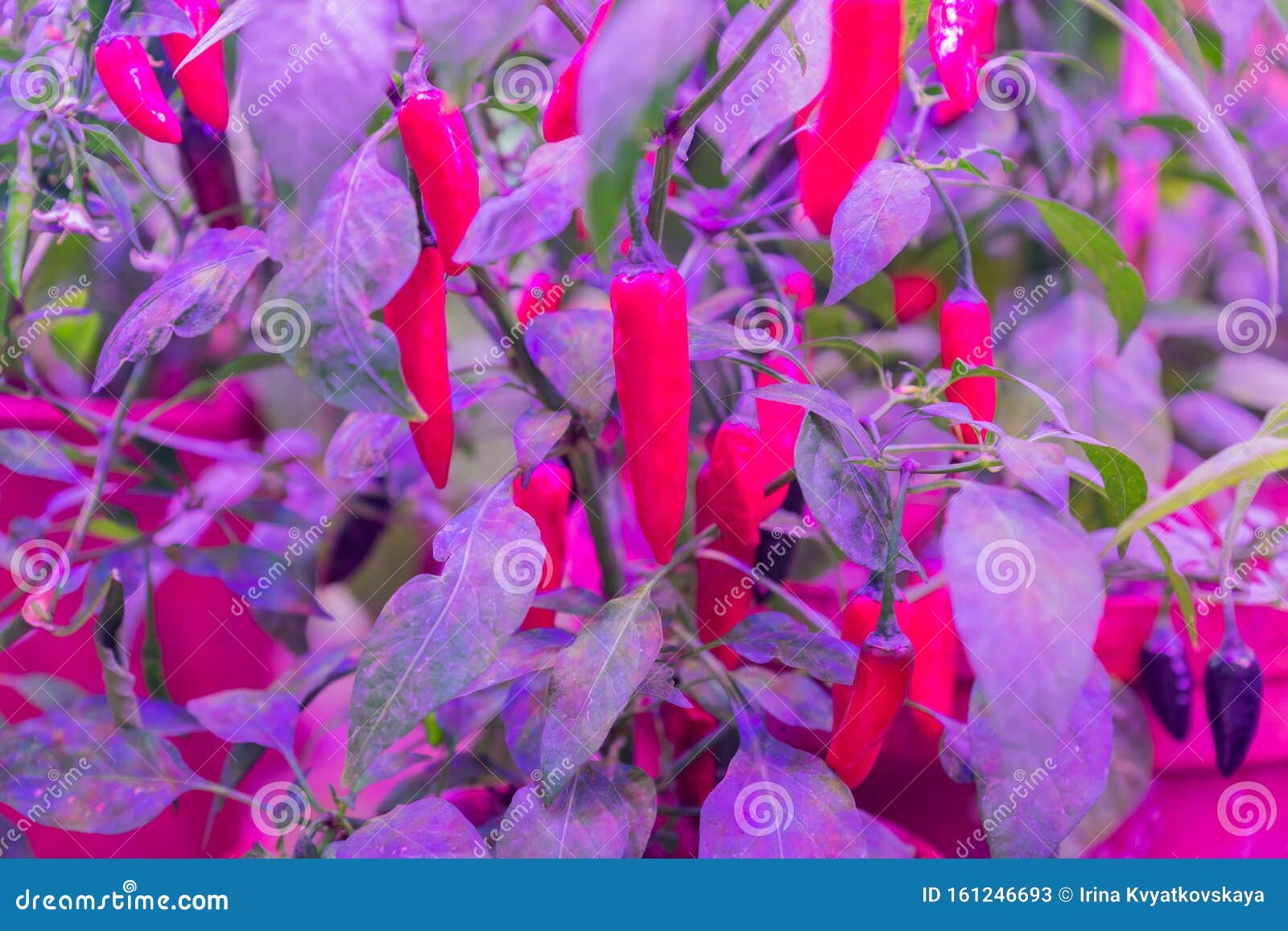 Growing Vegetables Under LED Grow Light Stock Image - Image of closeup