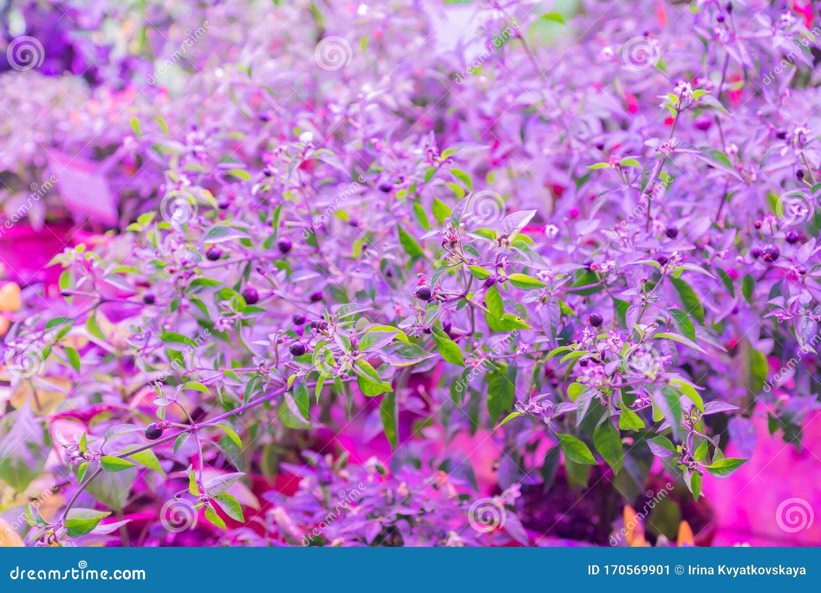 Growing Vegetables Under LED Grow Light Stock Image Image of industry, growing 170569901