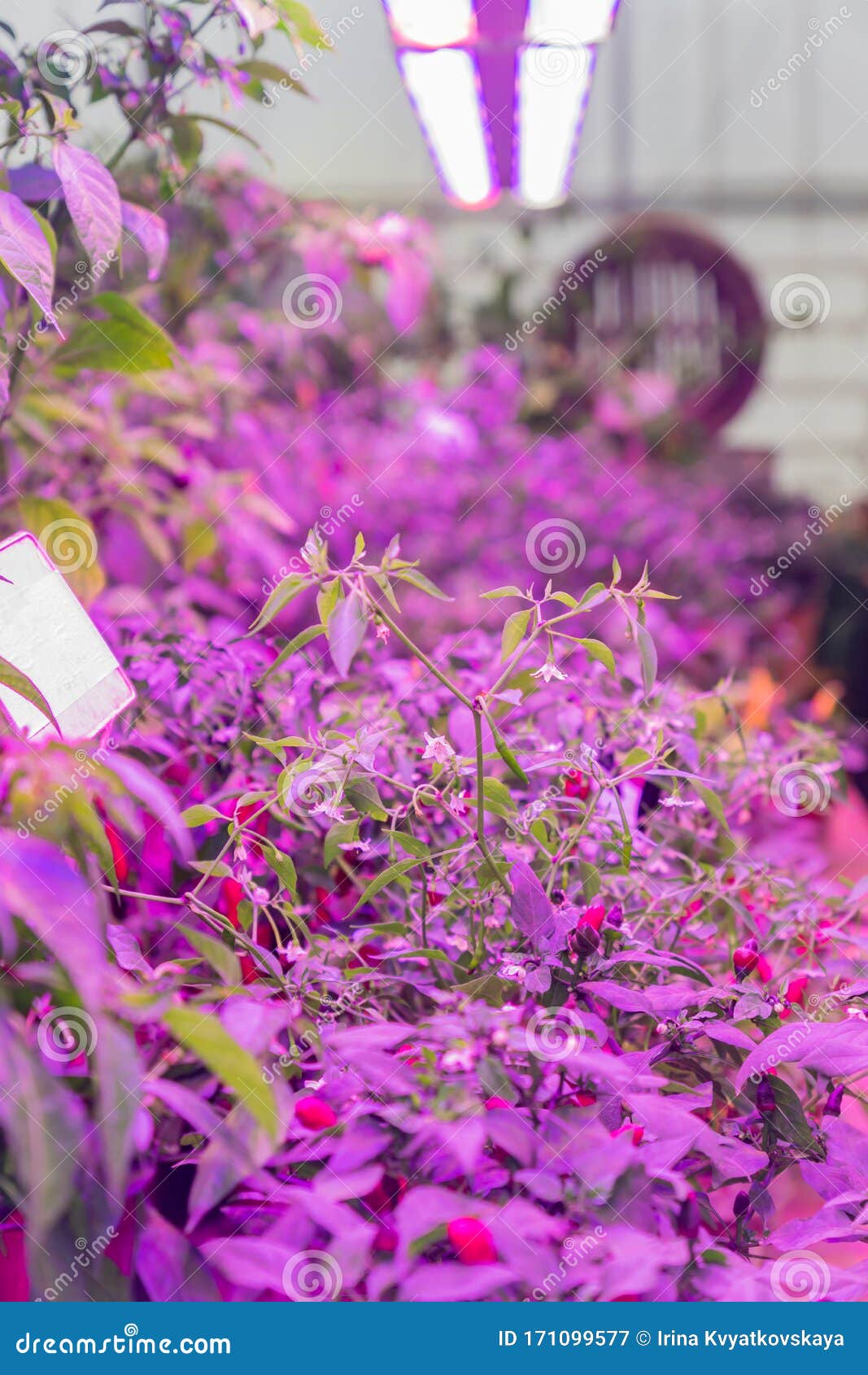 Growing Vegetables Under LED Grow Light Stock Image Image of chile